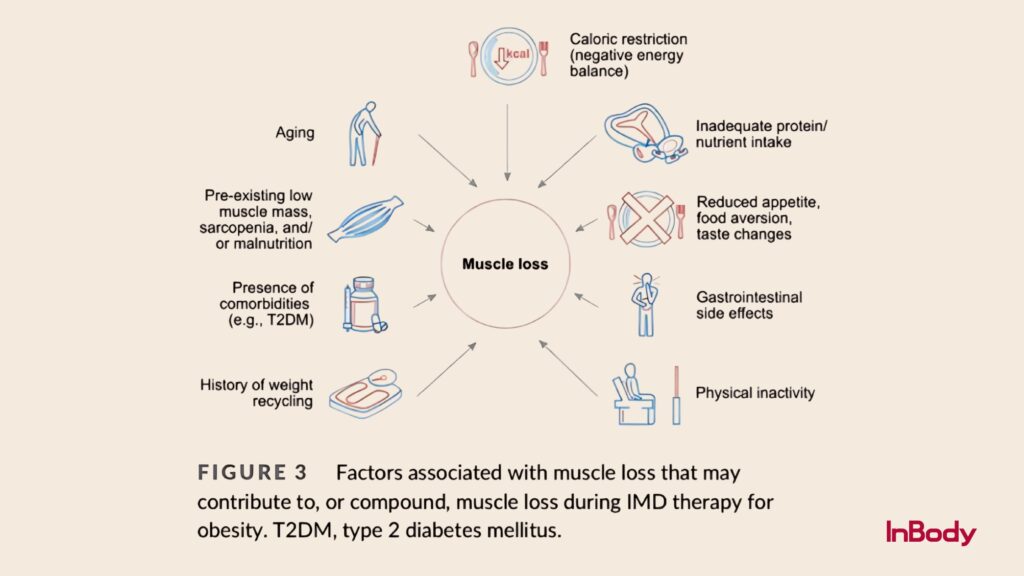 Factors causing muscle loss impacting body composition during obesity and T2DM treatment.