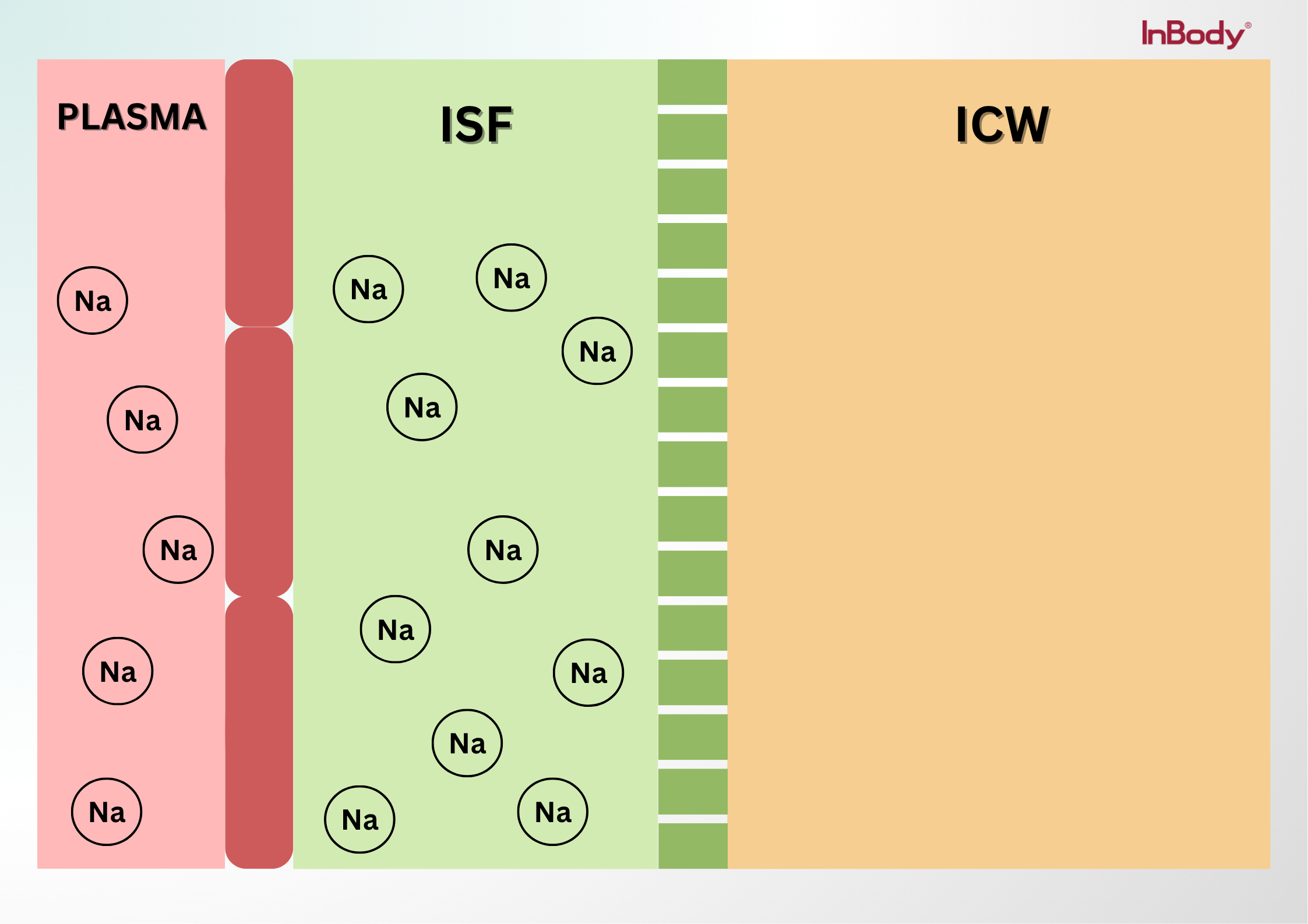 Sodium (Na⁺) distribution across plasma, interstitial fluid (ISF), and intracellular water (ICW), highlighting sodium’s higher concentration in extracellular compartments.