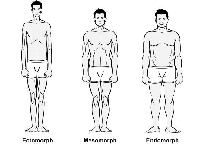 Different type of Body proportions 