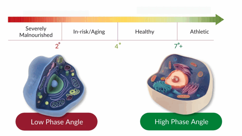 Phase Angle , cell health and immunity