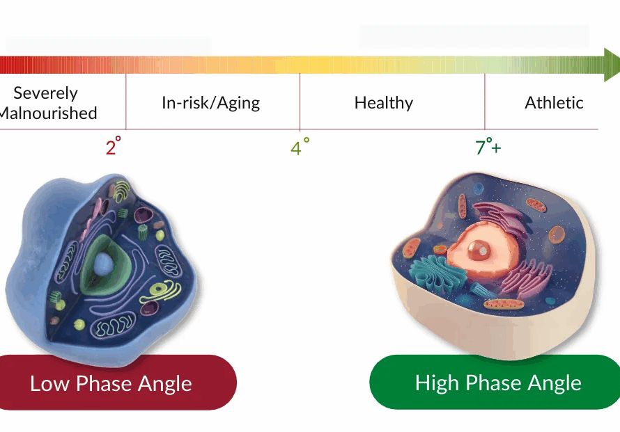 Phase Angle , cell health and immunity